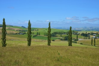 Hilly landscape with trees and vast green spaces under clear skies, Geraldine Fairlie Lookout,