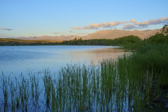 Lake with reeds in the foreground, mountains and clouds on the horizon in a calm evening mood, Lake