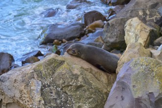 New Zealand fur seal (Arctocephalus forsteri) lying relaxed on rocks near the sea, Shag Point