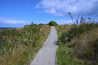 Narrow trail through green vegetation under a blue sky with clouds, Shag Point Lookout, Shag Point,