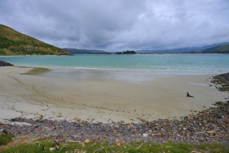A beach with a New Zealand fur seal (Arctocephalus forsteri), and views of the turquoise sea under