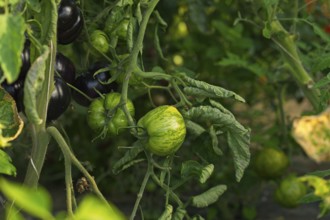 Green and black tomatoes, organic farming, Austria