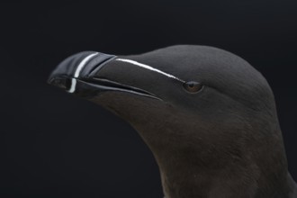 Tordalk (Alca torda) portrait photo of the head, Grimsey Island, Iceland