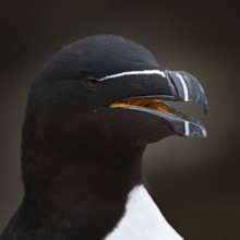 Tordalk (Alca torda) portrait photo with open beak, Grimsey Island, Iceland