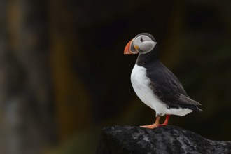 Puffin (Fratercula arctica) stands on a rocky cliff against a dark background, Grimsey Island,