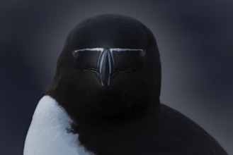 Tordalk (Alca torda) portrait photo front view, Grimsey island, Iceland