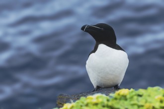 Tordalk (Alca torda) sits on rocky cliff, Grimsey Island, Iceland