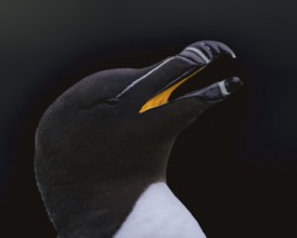 Tordalk (Alca torda) portrait photo with visible bright yellow scabula cavity, Grimsey Island,