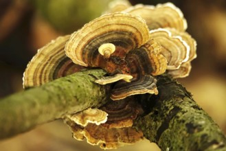 Autumn time in the forest, October, mushrooms, Germany