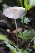 Autumn time in the forest, October, Pilz, Germany