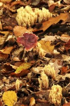 Autumn time in the forest, October, mushrooms, Germany