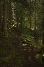 Dense beautiful alpine forest, Embach, Austria