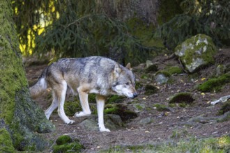 Wolf (Canis lupus) captive Germany