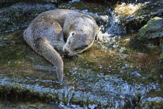 Otter (Lutra lutra) captive Germany#