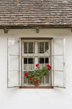 Single window with open shops and red geraniums in front of it, Weinviertel Lower Austria Austria
