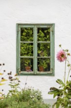 Window with flowers and plants inside, green window frames, Weinviertel Lower Austria
