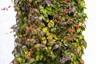 Autumn-colored leaves and tendrils on a house wall, Weinviertel Lower Austria