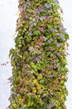 Different coloured autumn leaves of a climbing plant on a wall, Weinviertel Lower Austria Austria