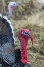 Close-up of a turkey head with detailed feather structure and red skin, another turkey in the