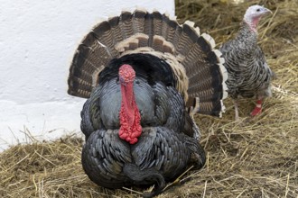 Massive turkey with a distinctive red head and detailed plumage on straw, Weinviertel Lower Austria