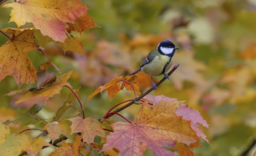 Great tit, (Parus major), autumn leaves, Pinzgau