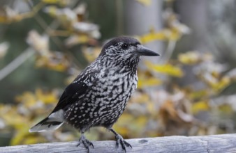 Jays (Nucifraga caryocatactes), forest, foraging, Pongau