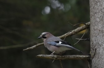 Eurasian Jay (Garrulus glandarius), tree, foraging, Pongau