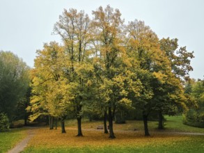 Group of trees with golden yellow leaves in a quiet park, bench and curved paths under grey skies,