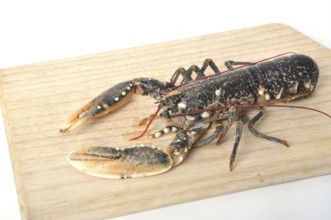 Breton Lobster alive on a cutting board