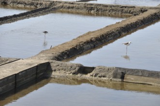 Aveiro salt marshes in Portugal