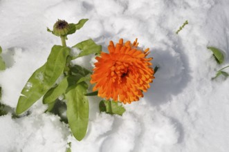 Marigold under the snow in Brittany
