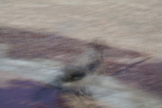 Abstract of a hooded crow on the ground captured using ICM intentional camera movement technique,
