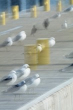 Abstract common gulls standing on a pier captured using ICM intentional camera movement technique,