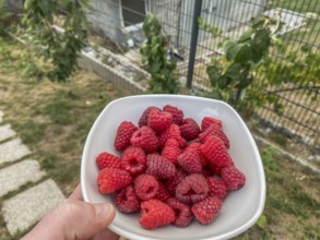 Fresh raspberry harvest from the garden in a white bowl, Hobbyzone-alpha, Haan, North