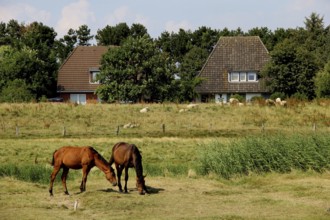 Horses and sheep in front of houses on Amrum, Schleswig-Holstein, Germany