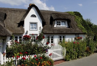 House with thatched roof and front garden, Amrum Island, Schleswig-Holstein, Germany