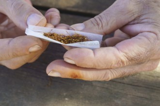 Adult hands with yellow nicotine stain on fingers rolling a cigarette with tobacco and rolling