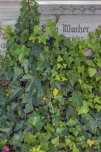 Tombstone with ivy (Hedera helix), in Maria-Thann, Allgäu, Swabia, Bavaria, Germany