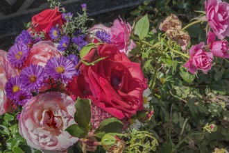 Red roses and blue-violet asters (Aster), Allgäu, Swabia, Bavaria, Germany