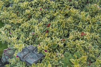 Sedum, family of thick-leaf plants (Crassulaceae), Allgäu, Swabia, Bavaria, Germany