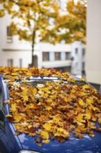 A car is covered with a thick layer of autumn leaves in autumn, Wuppertal, Germany