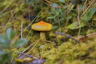 A yellow snail (Hygrophorus) grows in the South Tyrolean forests in Italy