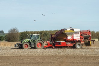 Potato harvesting with tractor-drawn machine in Kabusa, Ystad Municipality, Skåne County, Sweden,