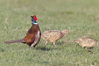 Pheasant, hunting pheasant (Phasianus colchicus), adult male bird with hens in a meadow, wildlife,