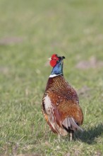 Pheasant, hunting pheasant (Phasianus colchicus), adult male bird in a meadow, wildlife, lembruch,