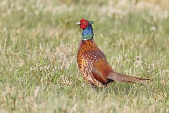 Pheasant, hunting pheasant (Phasianus colchicus), adult male bird in a meadow, wildlife, lembruch,