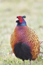 Pheasant, hunting pheasant (Phasianus colchicus), adult male bird in a meadow, animal portrait,