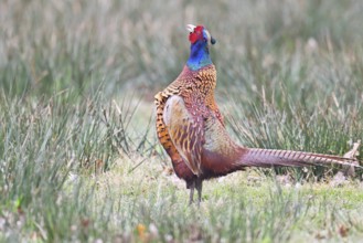 Pheasant, hunting pheasant (Phasianus colchicus), adult male bird courting in a meadow, area