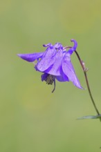Common columbine (Aquilegia vulgaris), blue flower at the edge of the forest, Wilnsdorf, North