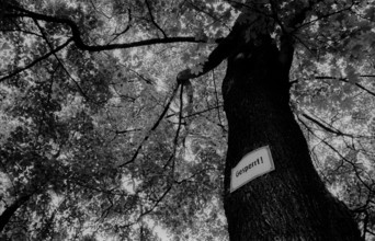 Germany, Berlin, 3.8.1992, cemetery in Prenzlauer Berg: Locked... (the tree)